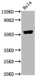 Smad5 [p Ser463, p Ser465] Antibody (3A9)