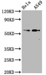 Smad2 [p Ser250] Antibody (4D12)