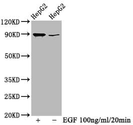 RSK1 [p Thr359, p Ser363] Antibody (1B6)