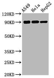 RSK1 [p Ser380] Antibody (1E11)