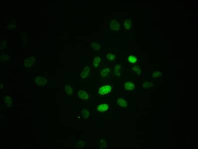 RPA2 [p Thr21] Antibody (3B2)