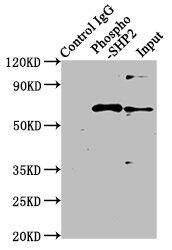 SHP-2/PTPN11 [p Tyr542] Antibody (2E2)