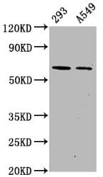 AMPK alpha 2 [p Ser491] Antibody (3H10)