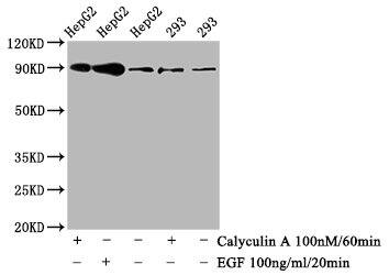 Nrf2 [p Ser40] Antibody (2E6)