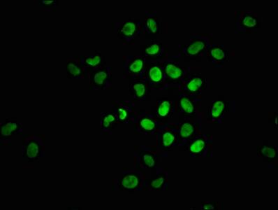 Nrf2 [p Ser40] Antibody (2E6)