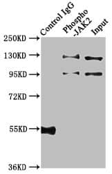 Jak2 [p Tyr1007, p Tyr1008] Antibody (1A4)