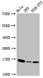 Histone H3.3 [p Thr3] Antibody (28H4)