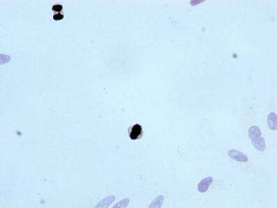 Histone H3.3 [p Thr3] Antibody (28H4)