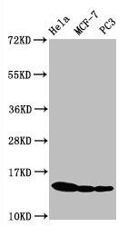 Histone H3.1 [p Ser10] Antibody (2A5)