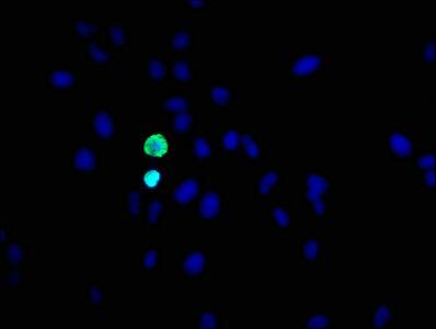 Histone H3.1 [p Ser10] Antibody (2A5)