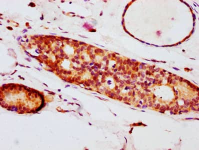 eIF4E [p Ser209] Antibody (1F3)