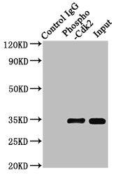 CDK2 [p Tyr15] Antibody (2C4)