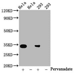 CDK2 [p Tyr15] Antibody (2C4)