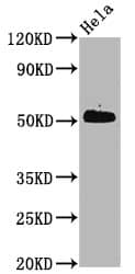 CDC37 [p Ser13] Antibody (3B3)