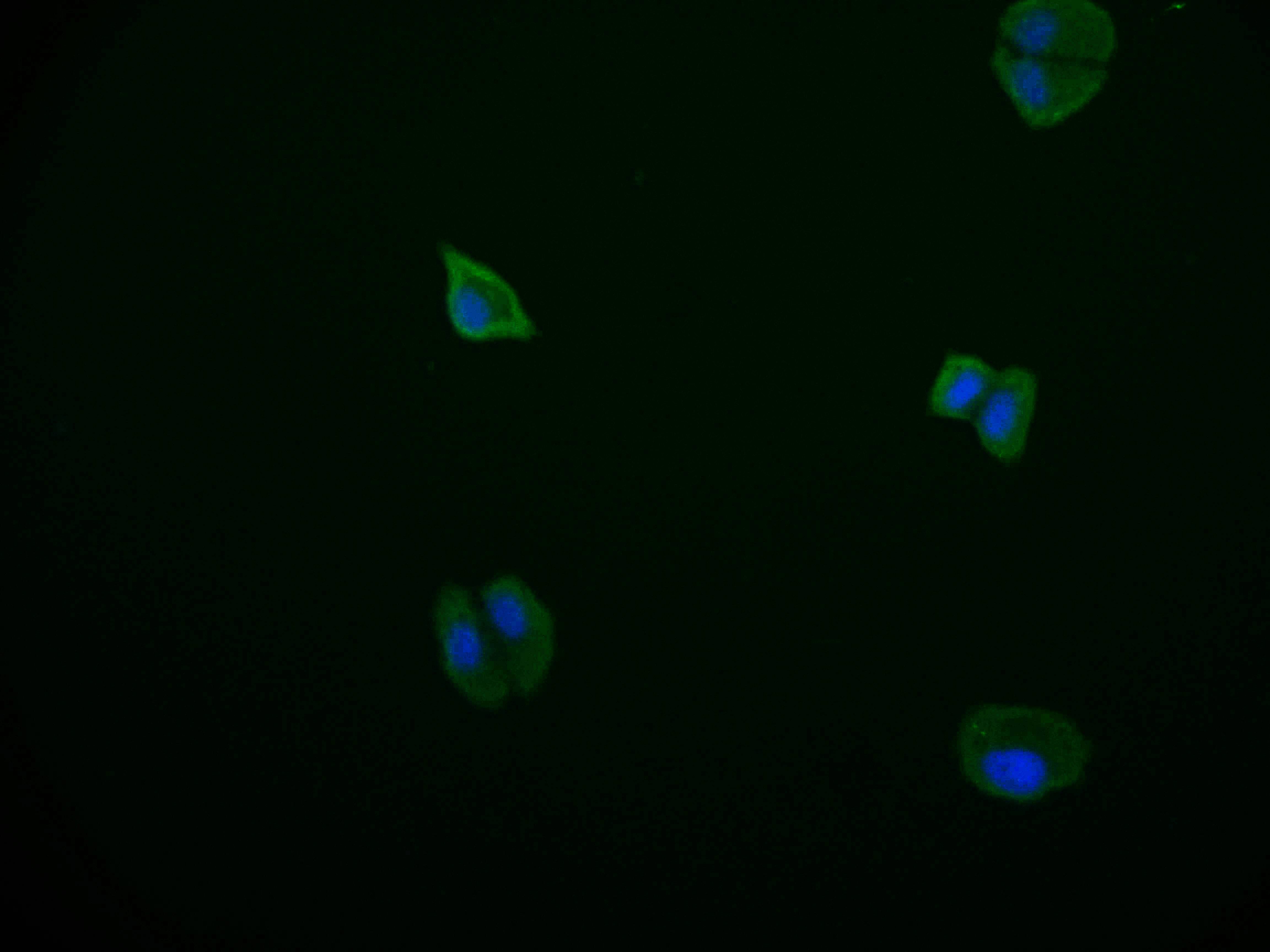 PDE2A Antibody (11C6)