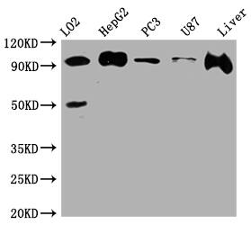 Alix Antibody (7E9)