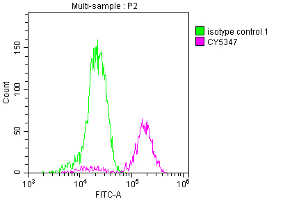PARP Antibody (8C7)