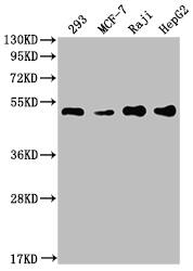 PABPN1 Antibody (6C3)