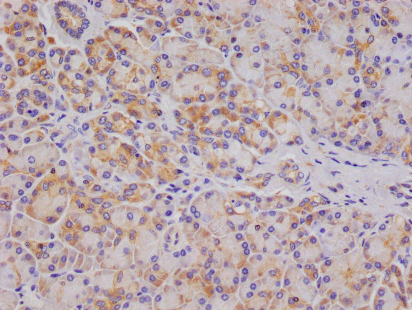 OS9 Antibody (26H3)