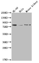 OS9 Antibody (26H3)