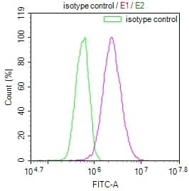 Occludin Antibody (8H8)