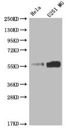 Nuf2 Antibody (8B7)