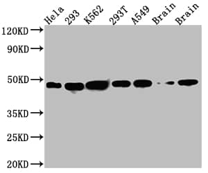 NUDC Antibody (6C3)