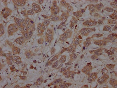 Caspase-3 Antibody (2B10)