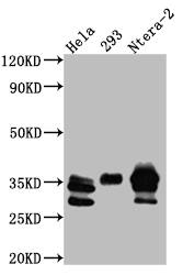 Caspase-3 Antibody (2B10)