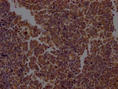 Caspase-2 Antibody (3D4)