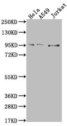 CARS Antibody (8B11)