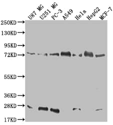 Calpain 2 Antibody (17E9)