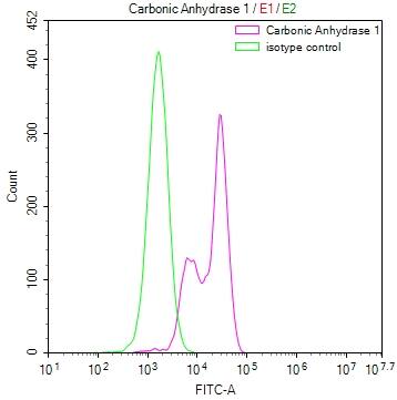 Carbonic Anhydrase I/CA1 Antibody (26E3)