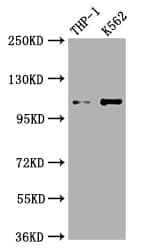 Complement C3 Antibody (4D12)