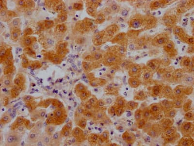 Complement C3 Antibody (8C3)