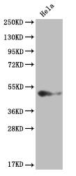 BMP-4 Antibody (19B7)