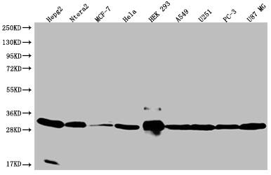 BCAP31 Antibody (12G12)