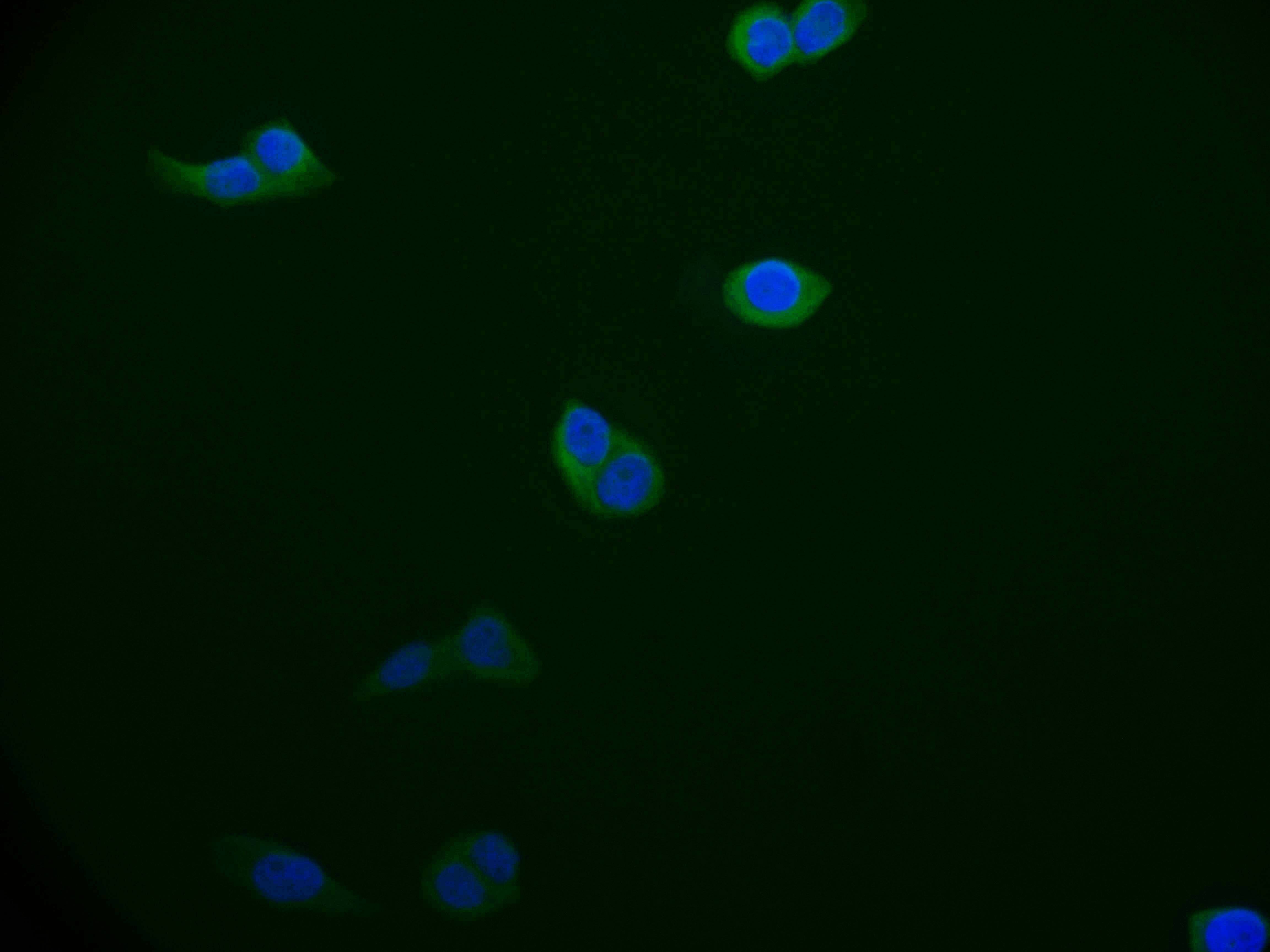 BCAP31 Antibody (12G12)