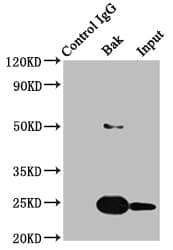 BAK Antibody (8D1)