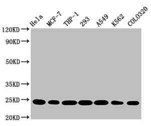 BAK Antibody (8D1)