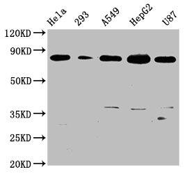 BAG3 Antibody (3D8)