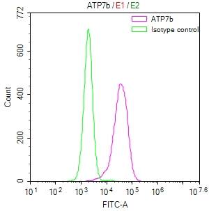 ATP7b Antibody (36D12)