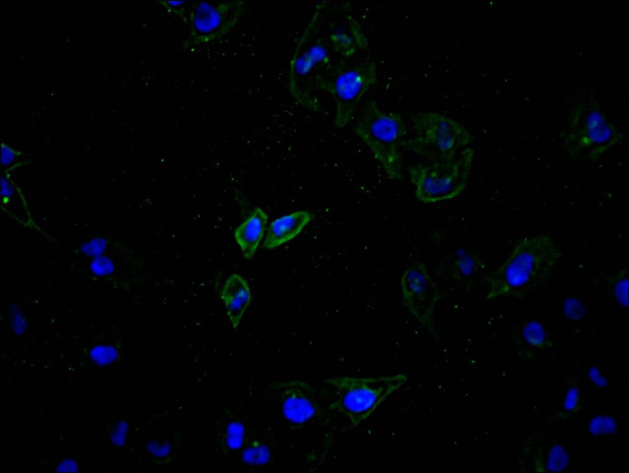 ATP7b Antibody (9H8)