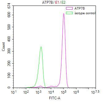 ATP7b Antibody (9H8)