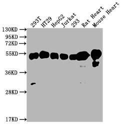 ATPB Antibody (5F10)