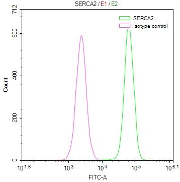 SERCA2 ATPase Antibody (20D1)