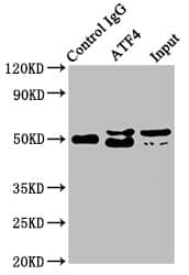 ATF4 Antibody (9E1)