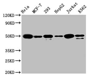 ATF4 Antibody (9E1)