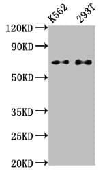 ATF2 Antibody (3D12)