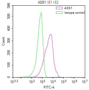 Argininosuccinate Synthase Antibody (18G11)